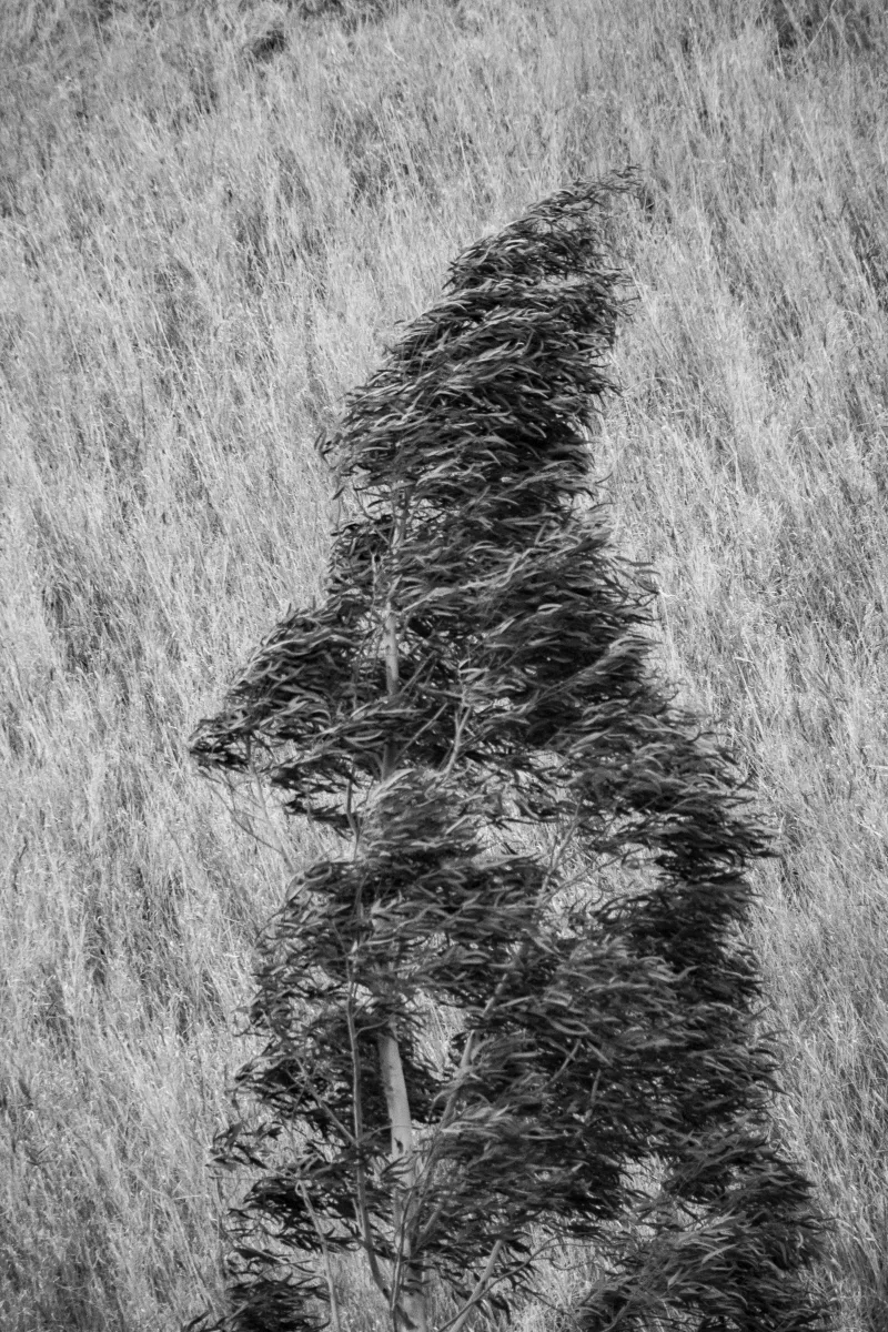 Wind-bent dark shrub shaped like a figure against pale grass